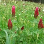 Le mille proprietà del trifoglio rosso e alcune facili ricetteconsigli bio rimedi naturali prodotti naturali consigli bio eco ricette trifoglio rosso2 150x150 Le mille proprietà del trifoglio rosso e alcune facili ricette