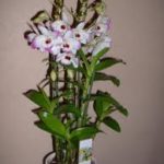 orchidea_ossegeno_dendrium-150x150
