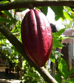 cacao grezzo proprietà