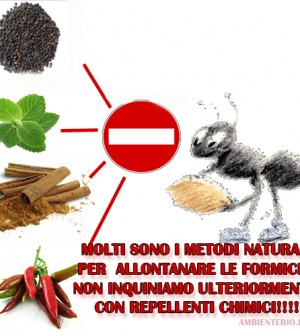 formiche allontanare