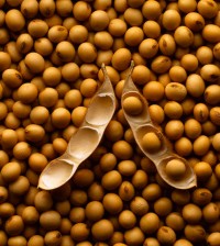 Soybeans and Pod