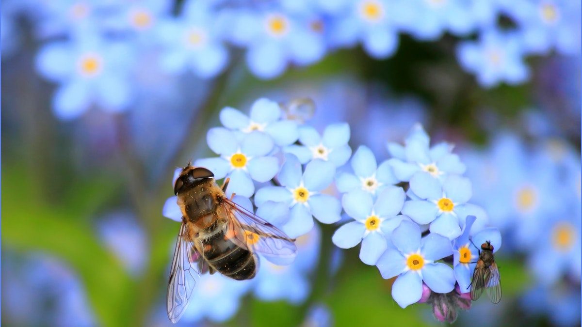 Il blocco globale per Covid-19 sta salvando le api: i fiori selvatici appaiono nelle città di tutto il mondo - Ambiente Bio